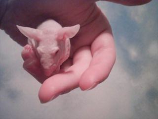 http://mouseworld.wz.cz