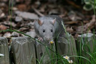 421011-poka_041_m.jpg 421011-poka_041_m.jpg