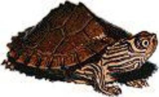 zelva5_m.jpg zelva5_m.jpg