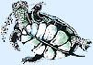 turtle_m.jpg turtle_m.jpg