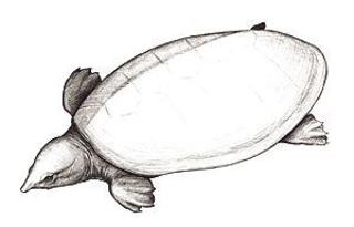 tingamarra_soft_shelled_turtle_m.jpg tingamarra_soft_shelled_turtle_m.jpg
